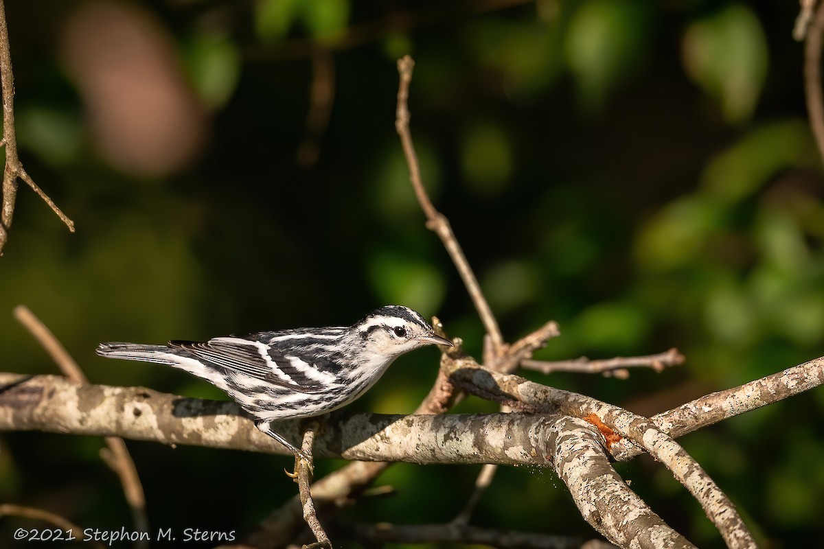 Black-and-white Warbler - ML367126161