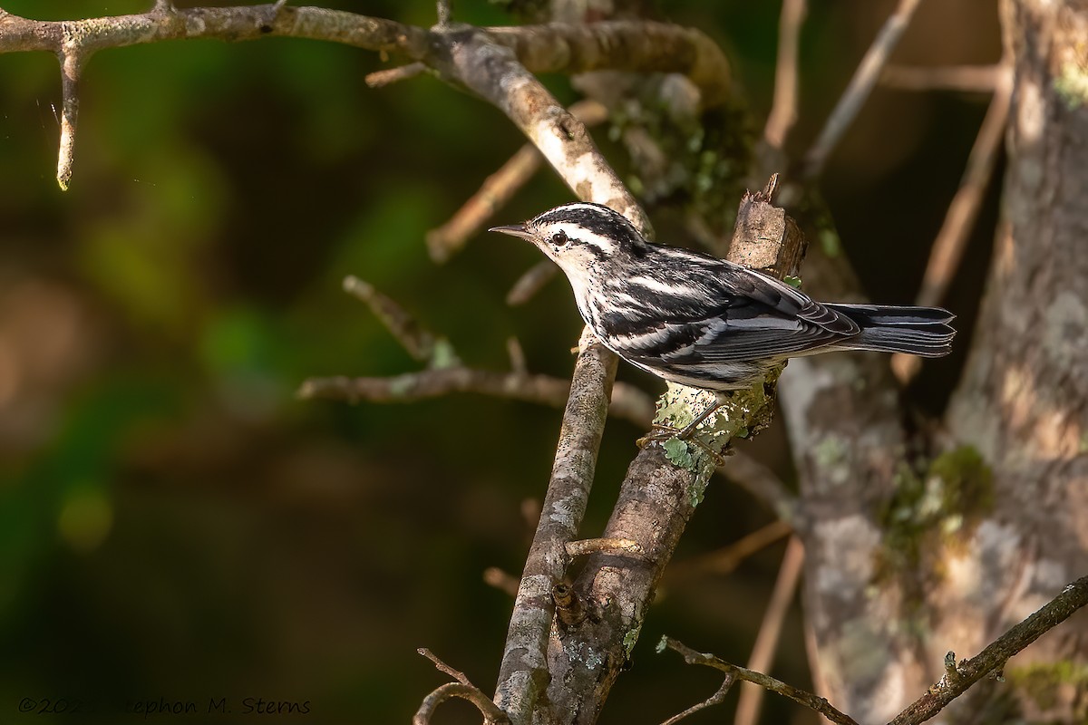 Black-and-white Warbler - Stephon Sterns