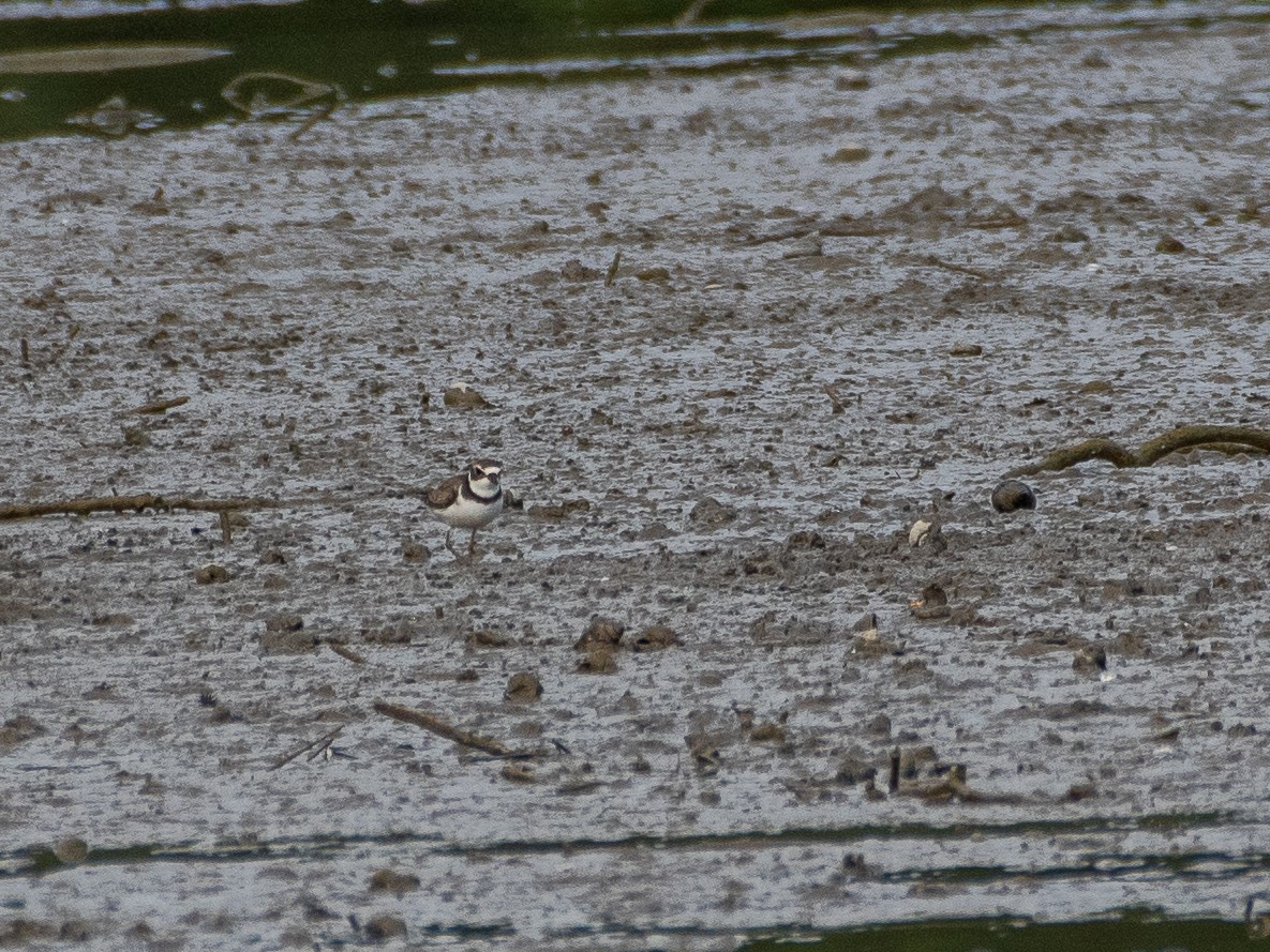 Semipalmated Plover - ML367127981