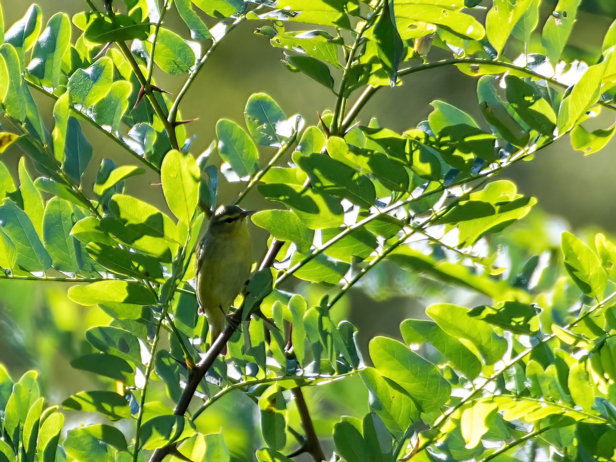 Tennessee Warbler - Christopher Wagner