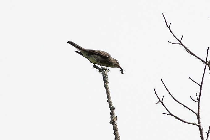 Olive-sided Flycatcher - Martin Wall