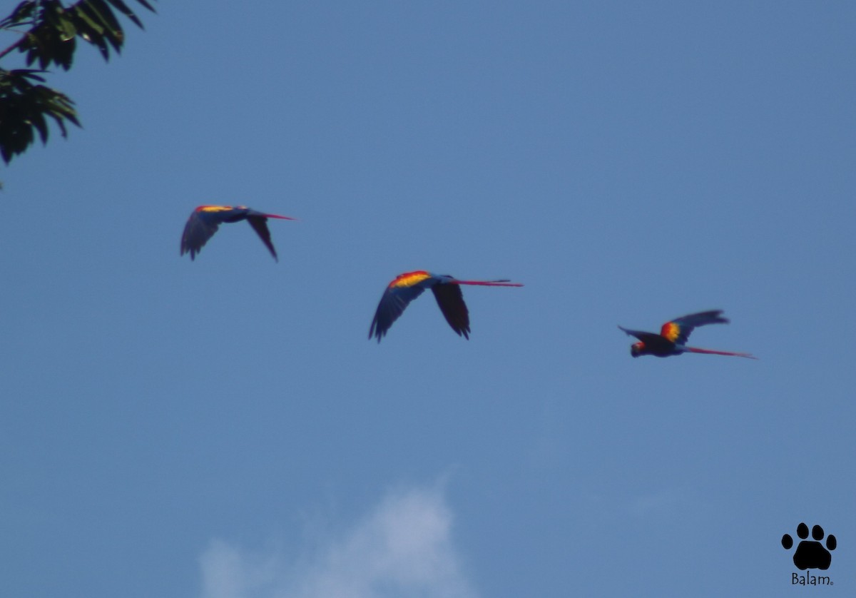 Scarlet Macaw - ML367137581