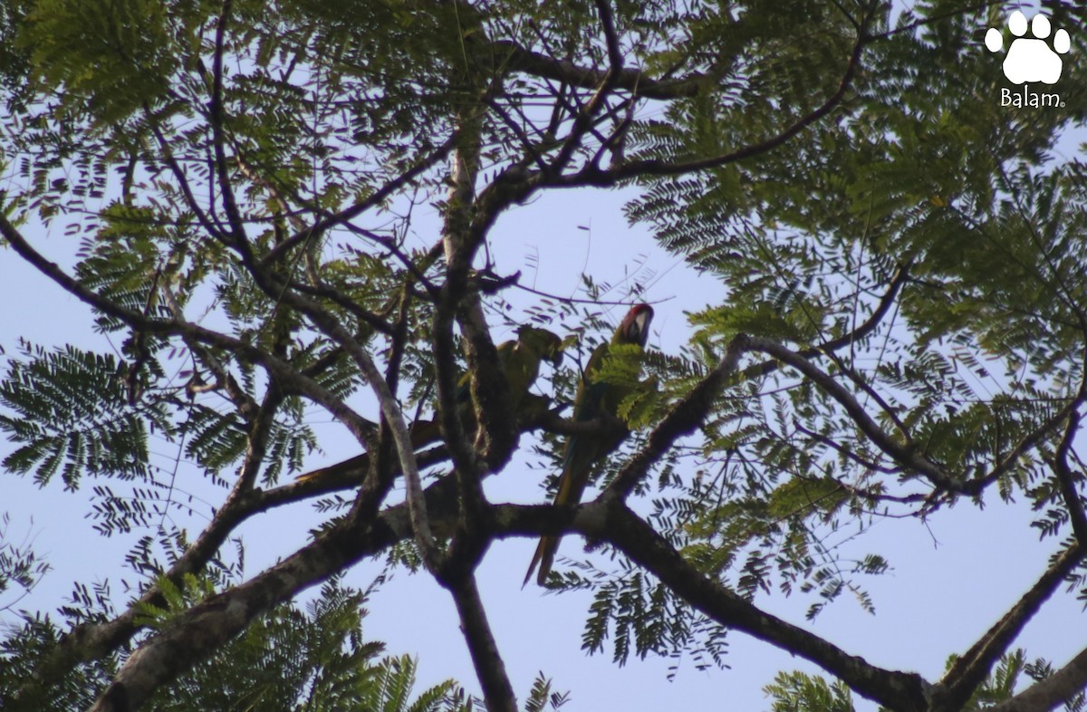 Great Green Macaw - ML367141111