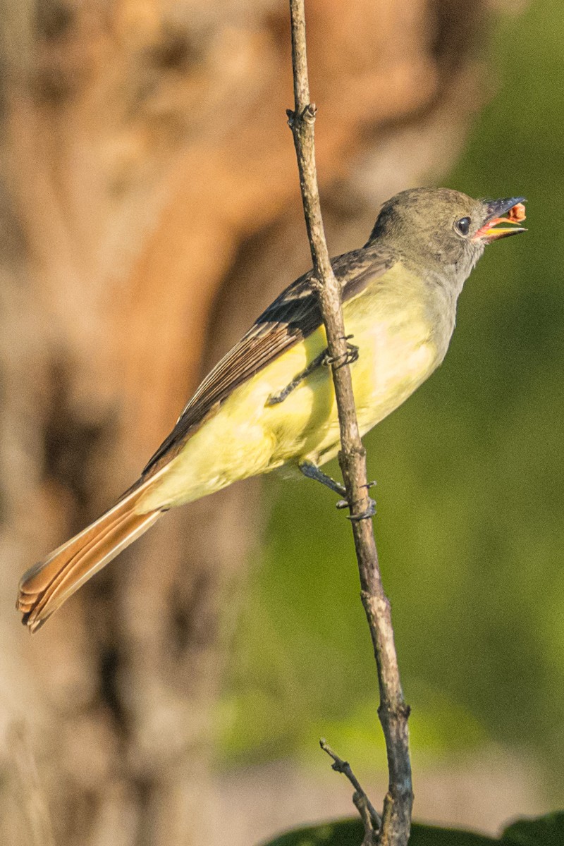 Great Crested Flycatcher - ML367143771