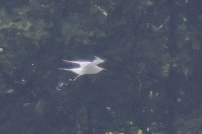 Common Tern - ML367147511
