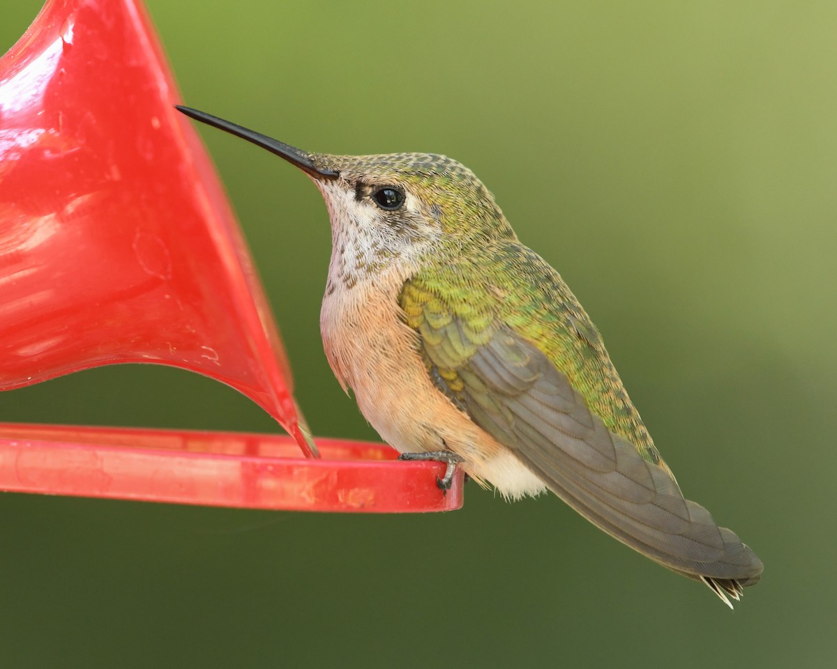 Calliope Hummingbird - Mike Schijf