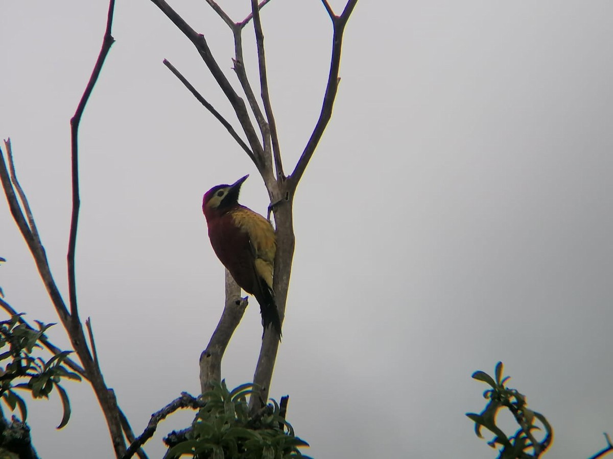 Crimson-mantled Woodpecker - ML367155861