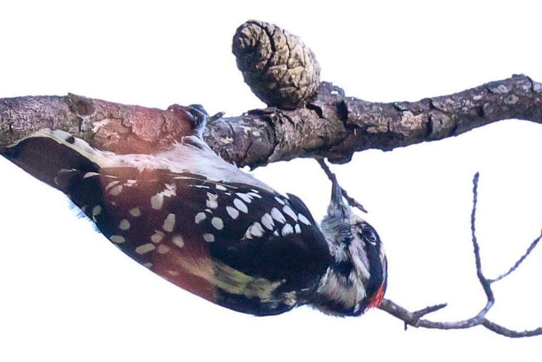Downy Woodpecker - ML367160291