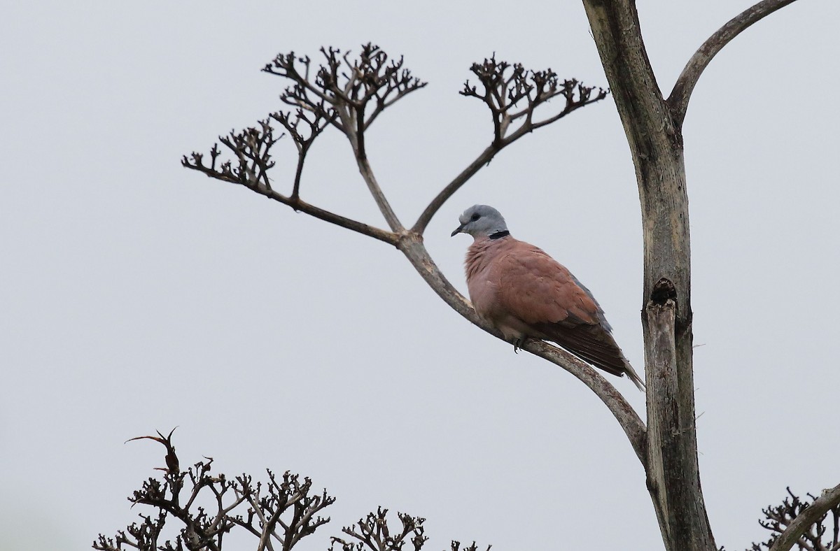 Red Collared-Dove - ML36716471