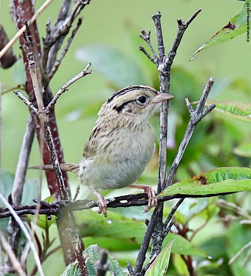 LeConte's Sparrow - duane utech