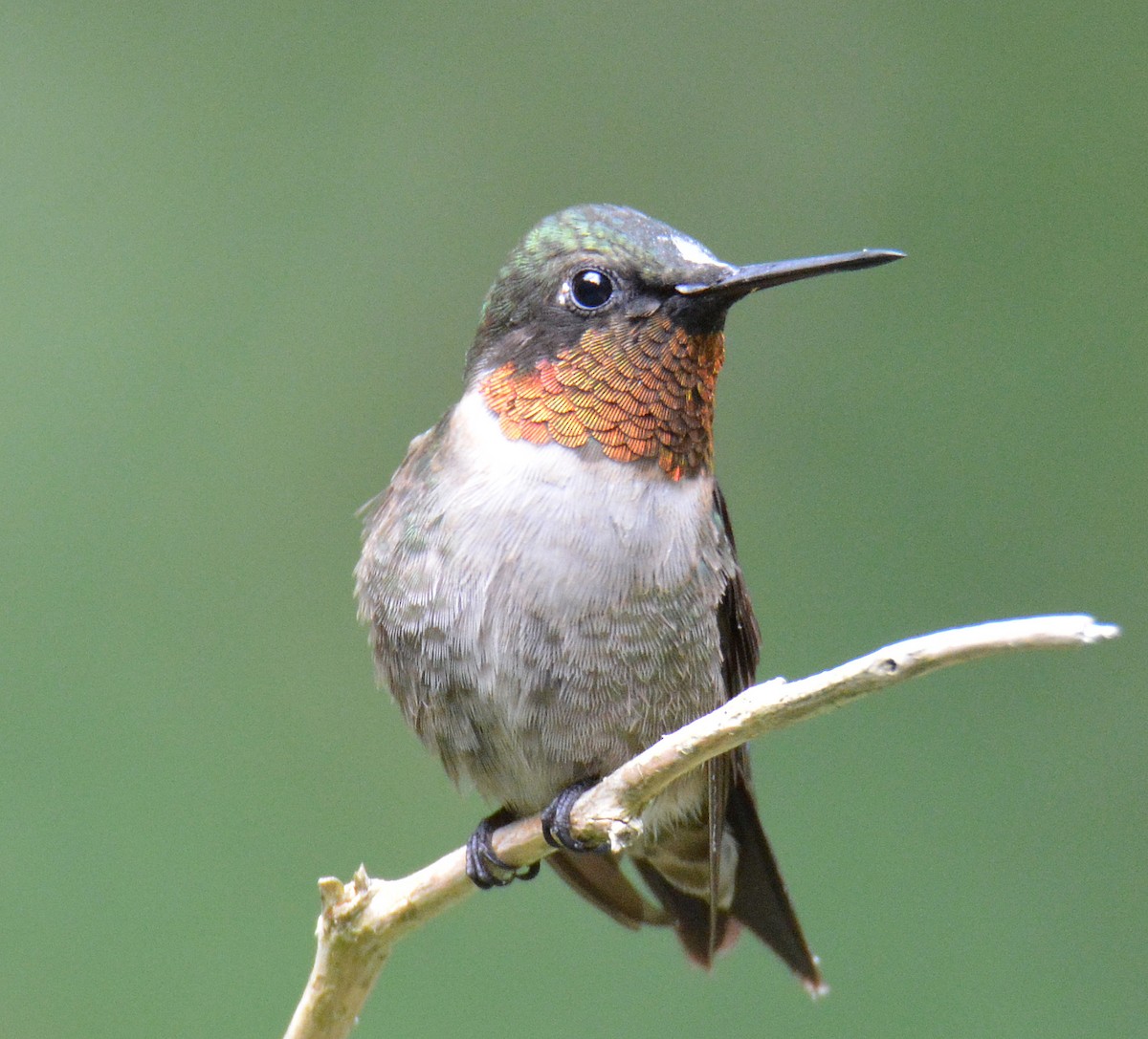 Ruby-throated Hummingbird - ML367170881
