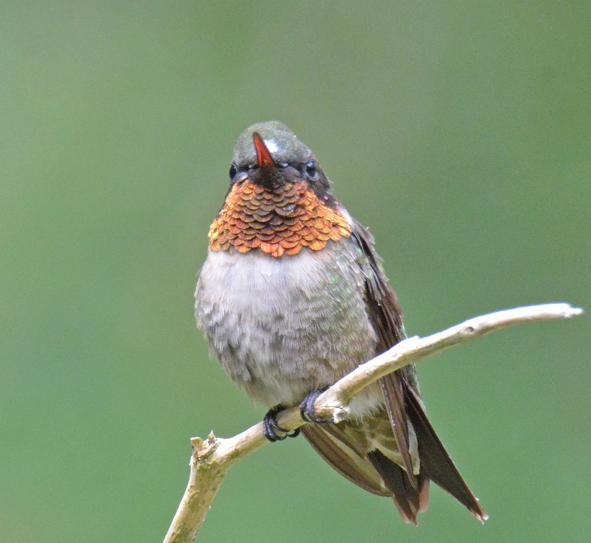 Ruby-throated Hummingbird - ML367170891