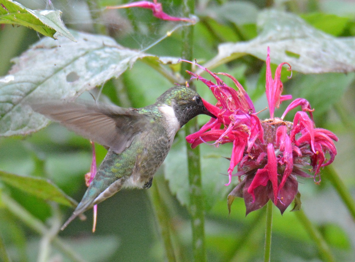 Ruby-throated Hummingbird - ML367171681
