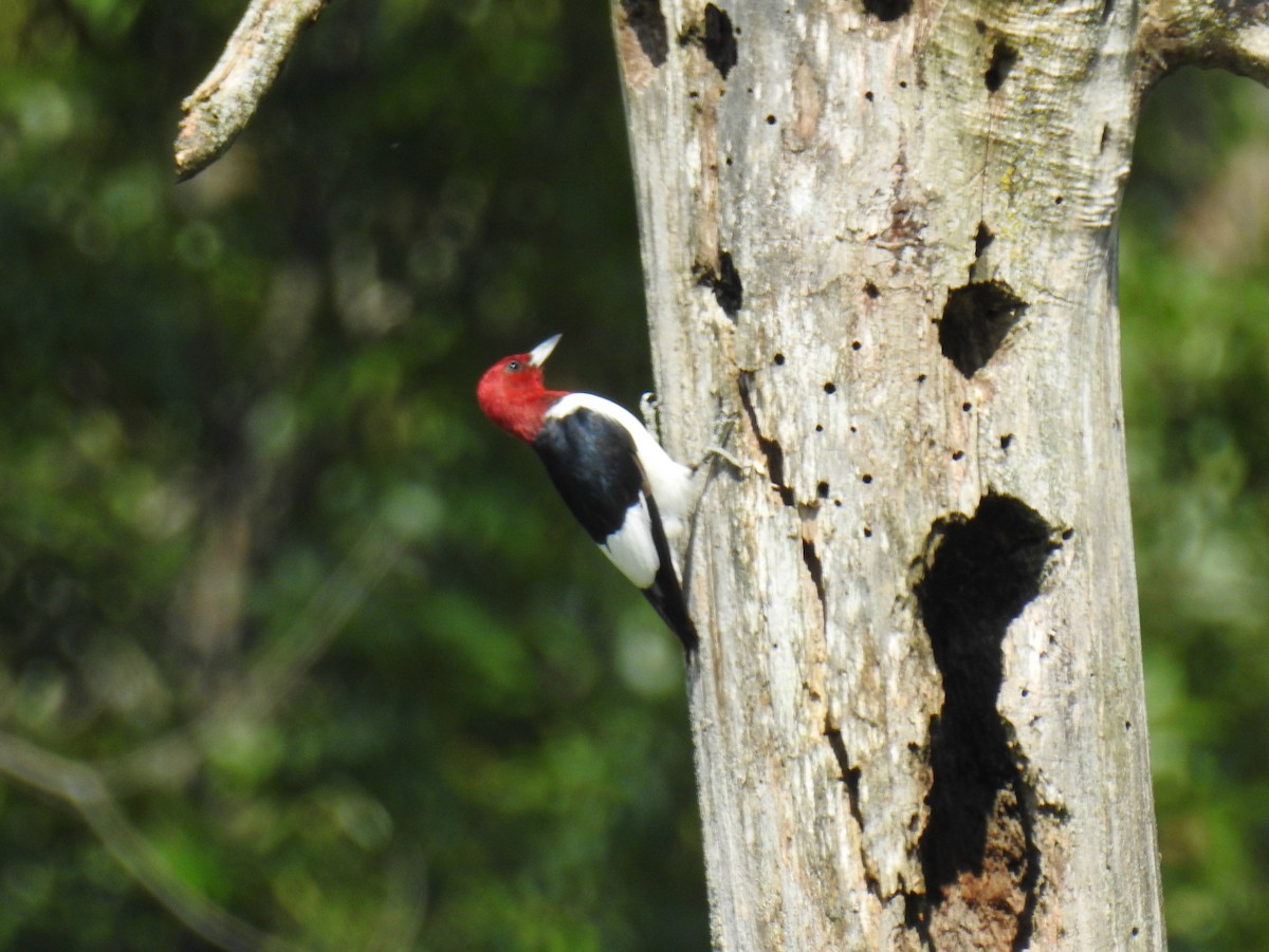 Red-headed Woodpecker - ML367174881