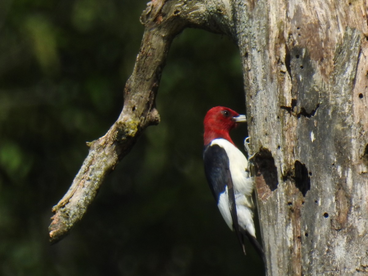 Red-headed Woodpecker - ML367175071