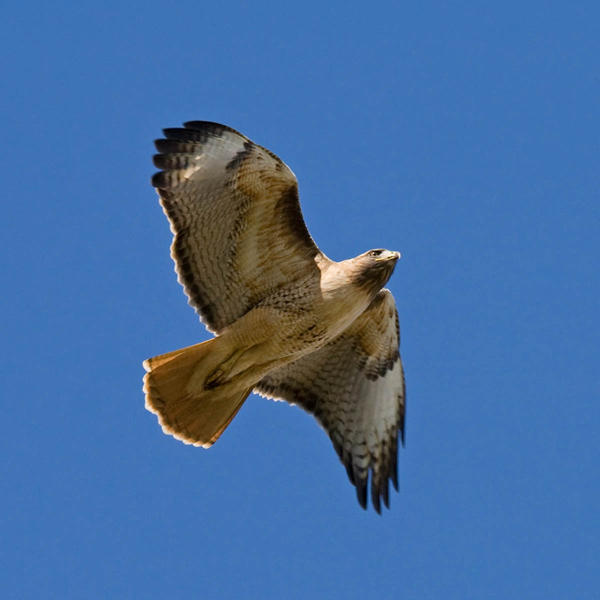 Red-tailed Hawk - ML36717731