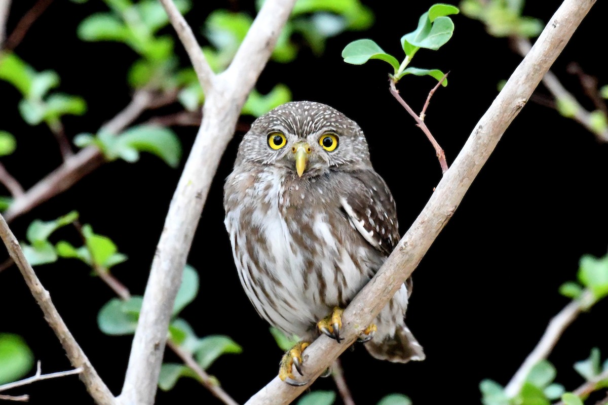 Ferruginous Pygmy-Owl - Brian Henderson