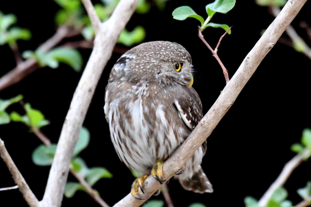 Ferruginous Pygmy-Owl - ML36717881