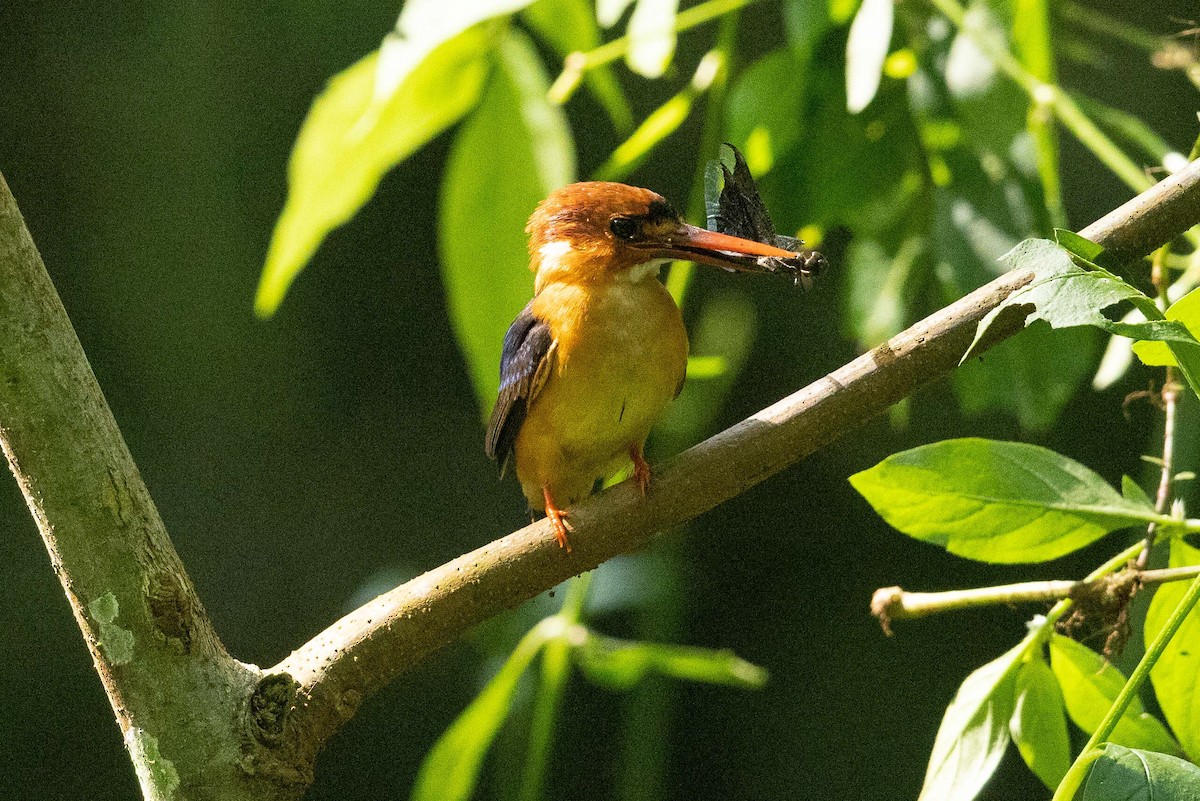African Dwarf Kingfisher - Eric VanderWerf
