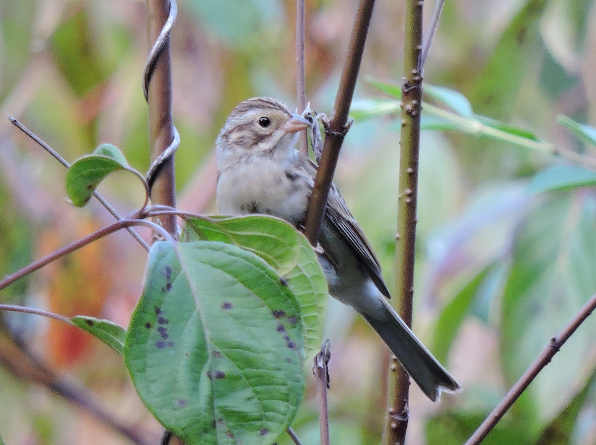 Clay-colored Sparrow - S. K.  Jones