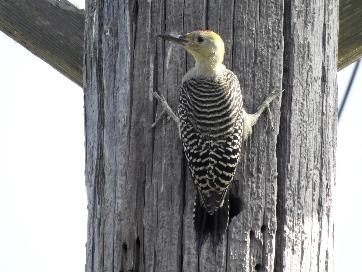 Golden-fronted Woodpecker - ML367183651