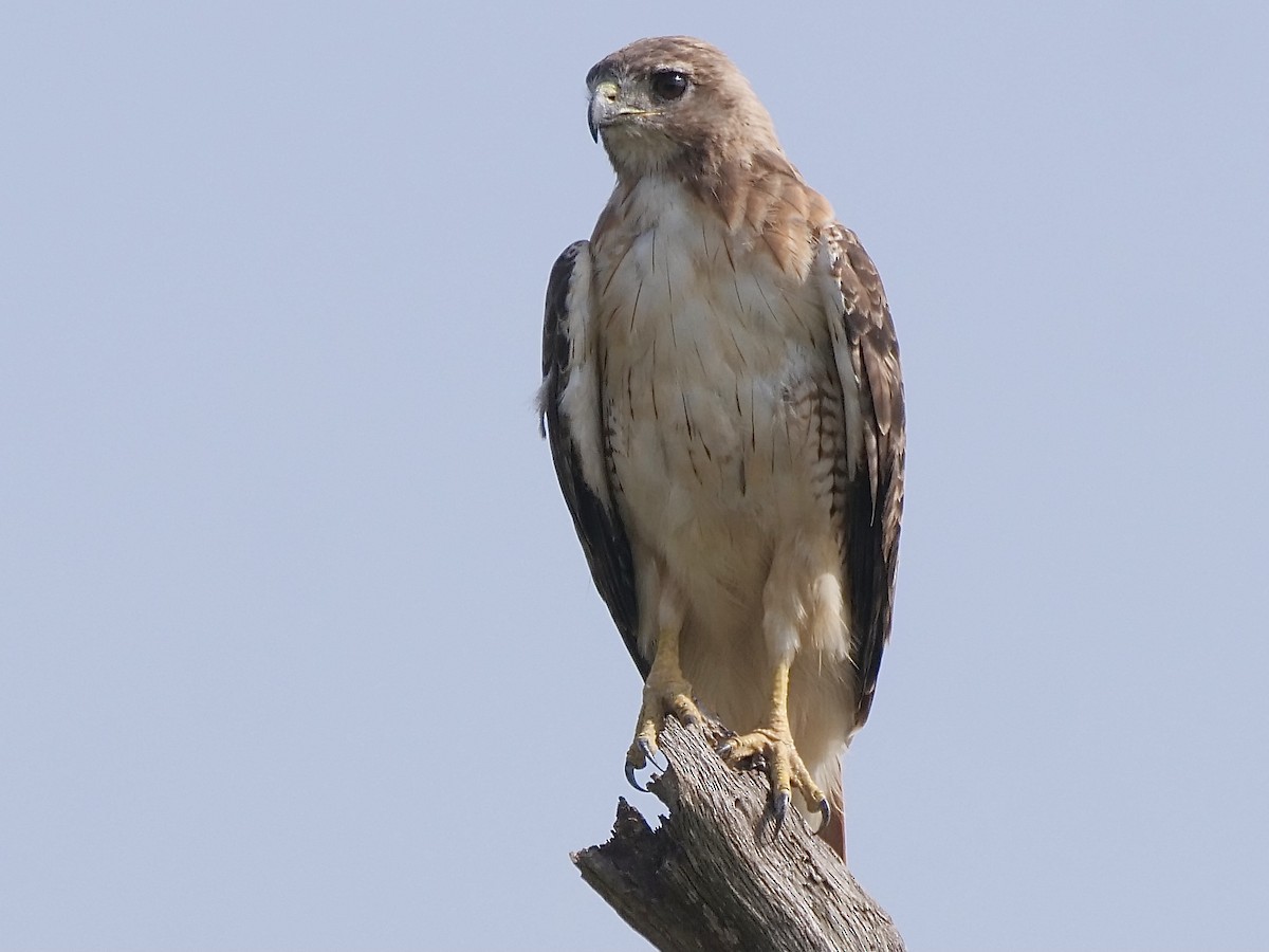 Red-tailed Hawk - ML367186941