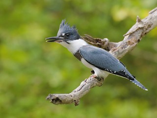 - Belted Kingfisher