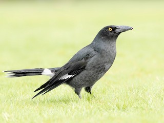  - Pied Currawong