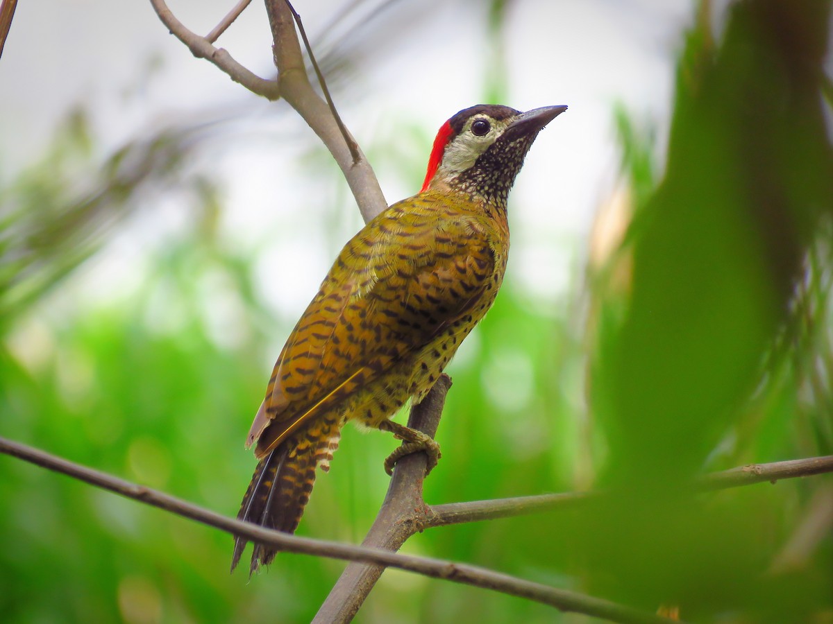 Spot-breasted Woodpecker - ML367193641