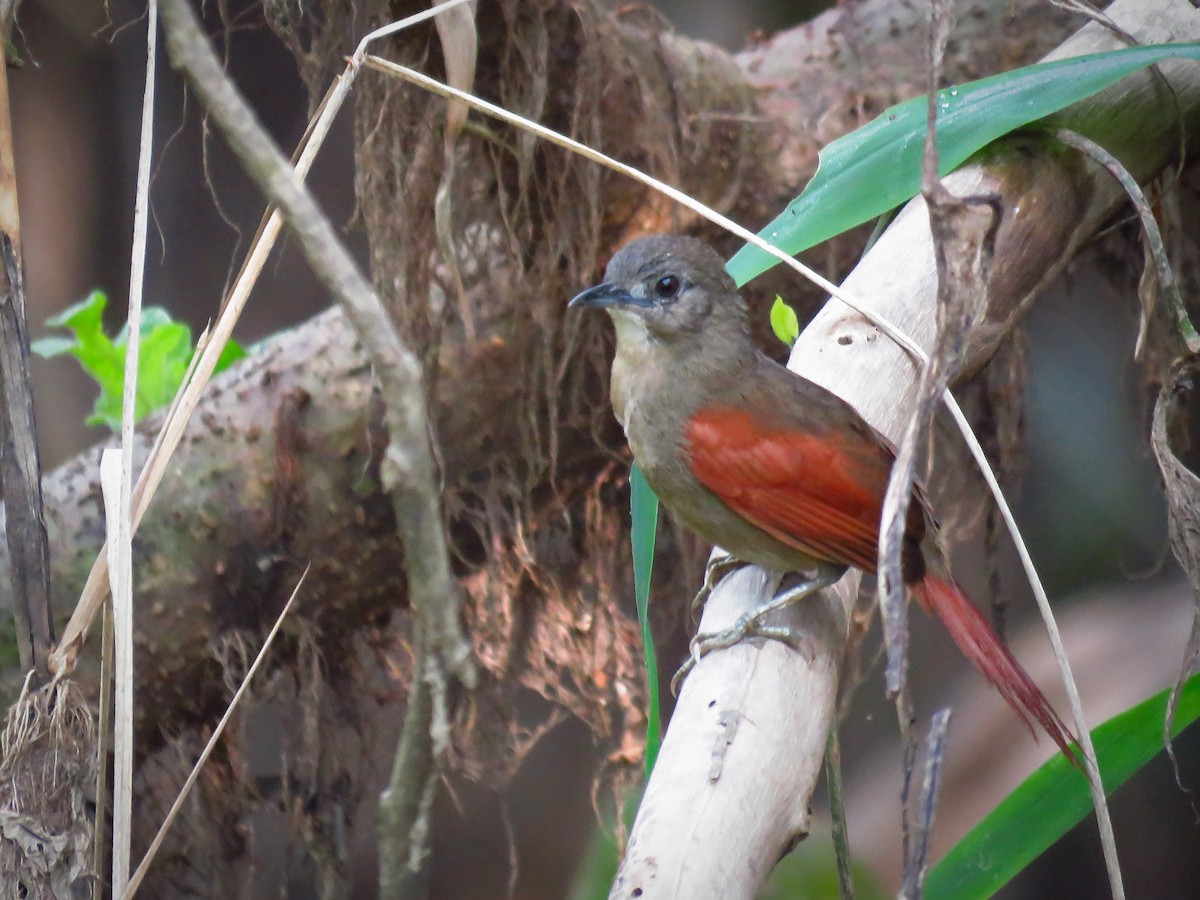 Plain-crowned Spinetail - ML367194011
