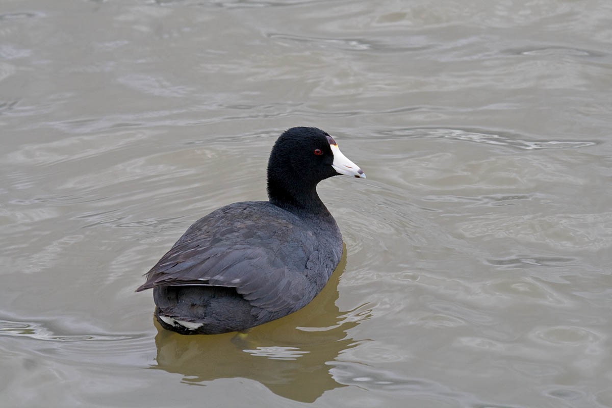 American Coot (Red-shielded) - ML36719421