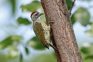  - Green-backed Woodpecker (Spot-backed)