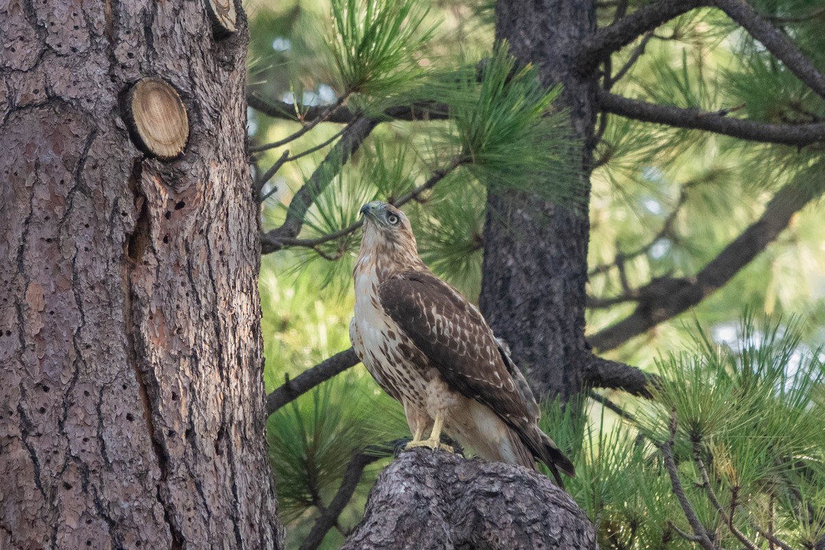 Red-tailed Hawk - ML367196531