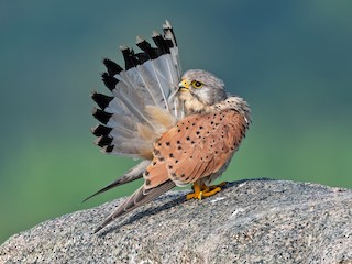  - Eurasian Kestrel