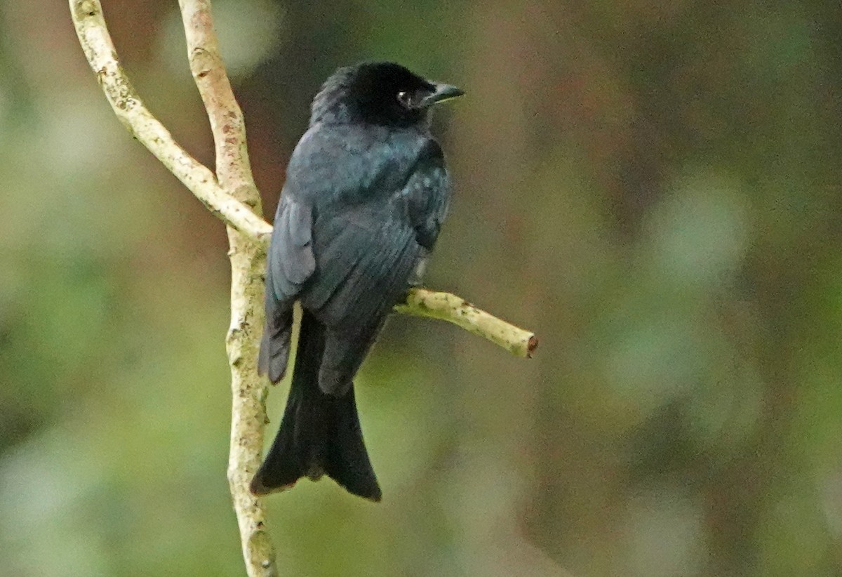 Square-tailed Drongo - ML367198571