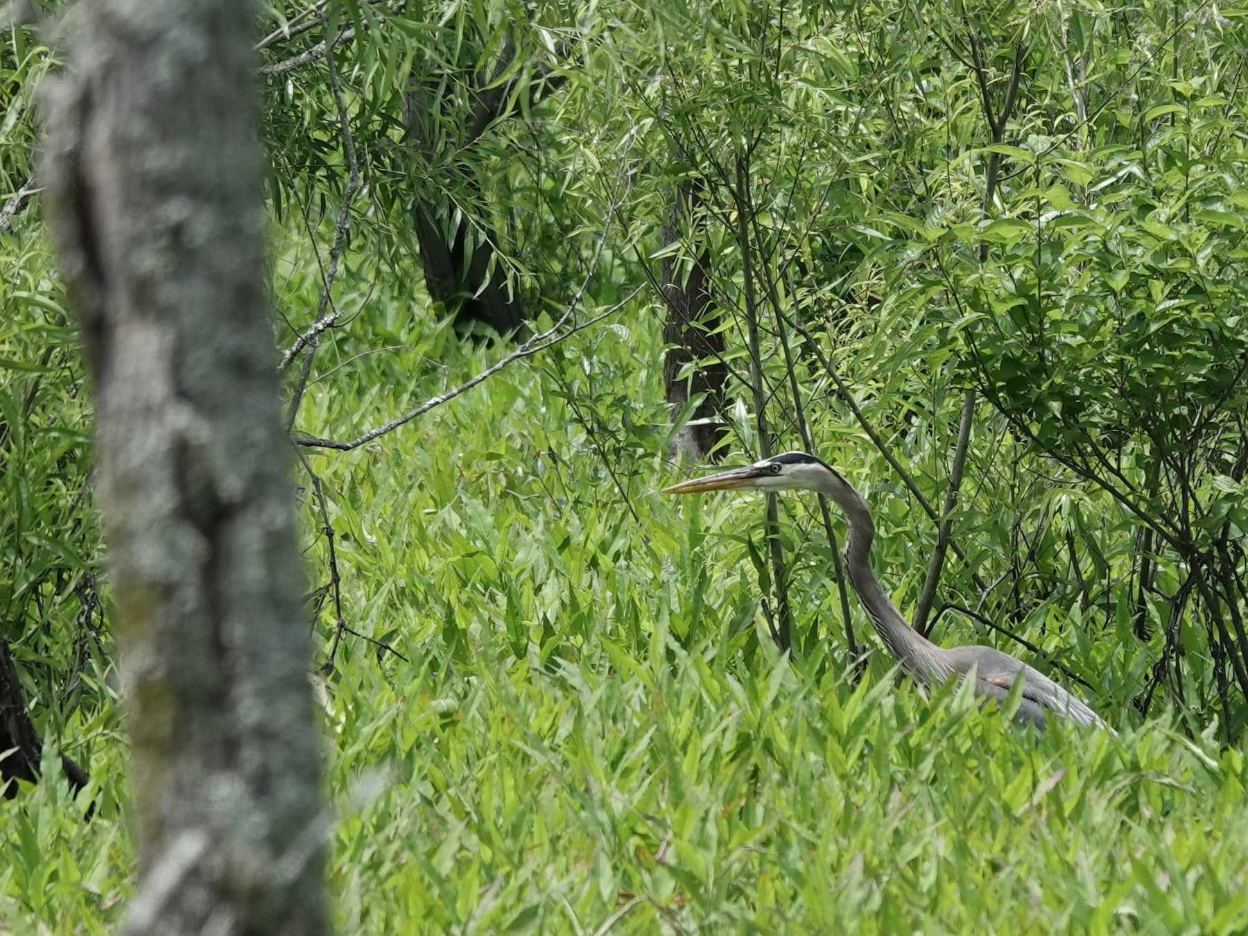 THE WATERFOWL 500! - Photo Sharing and Discussion - Whatbird Community