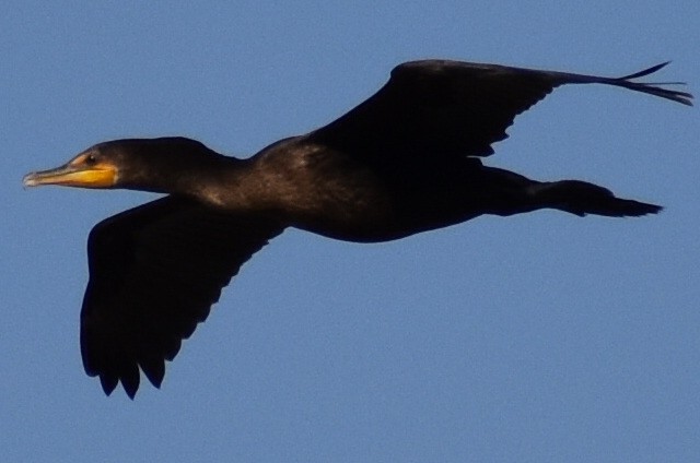 Double-crested Cormorant - ML367201371