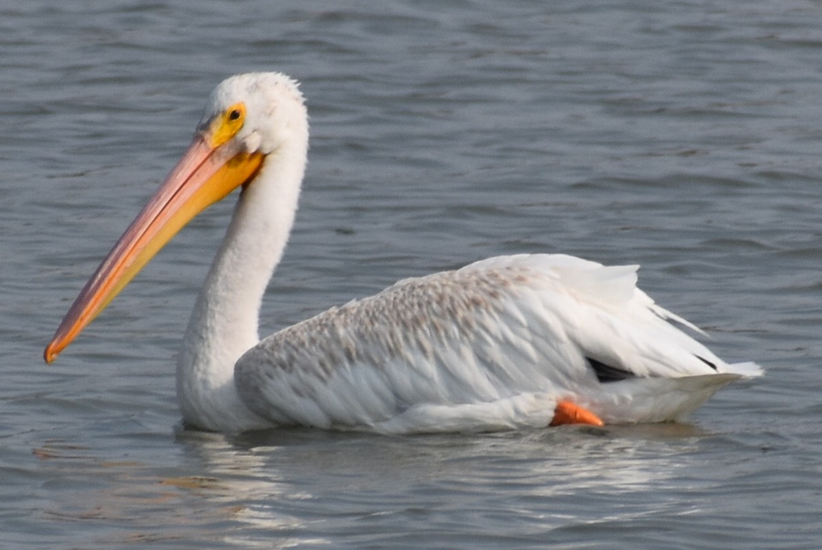 pelikán severoamerický - ML367201521