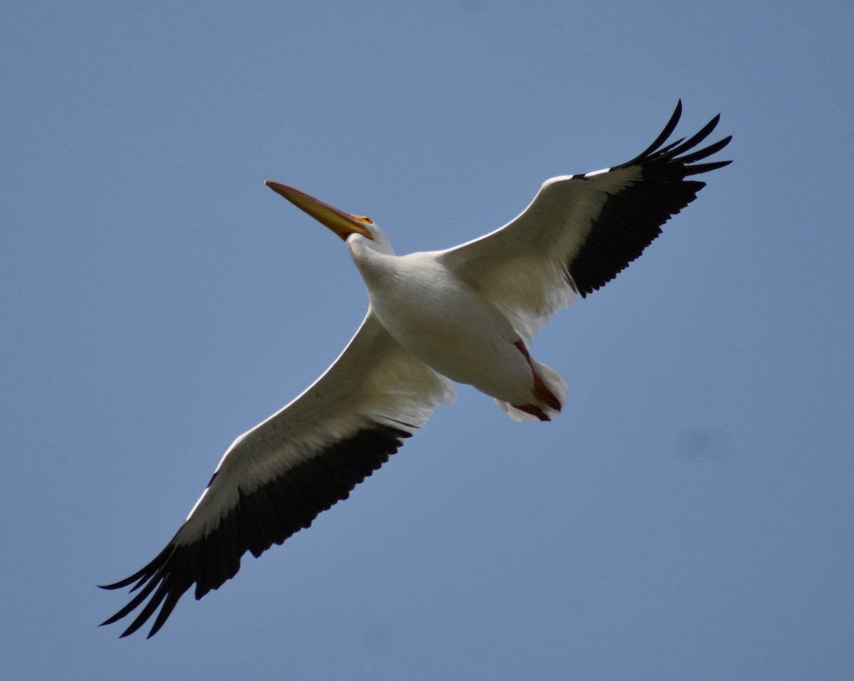 American White Pelican - ML367201541