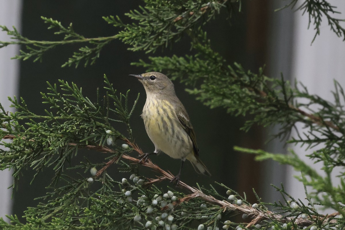 Cape May Warbler - ML367201951