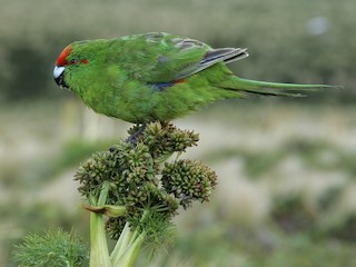  - Reischek's Parakeet