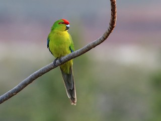  - New Caledonian Parakeet