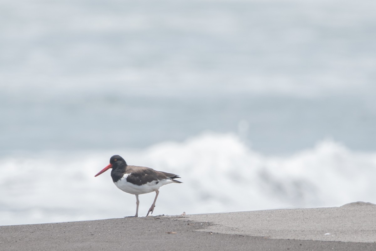 American Oystercatcher - Marcos Ponce