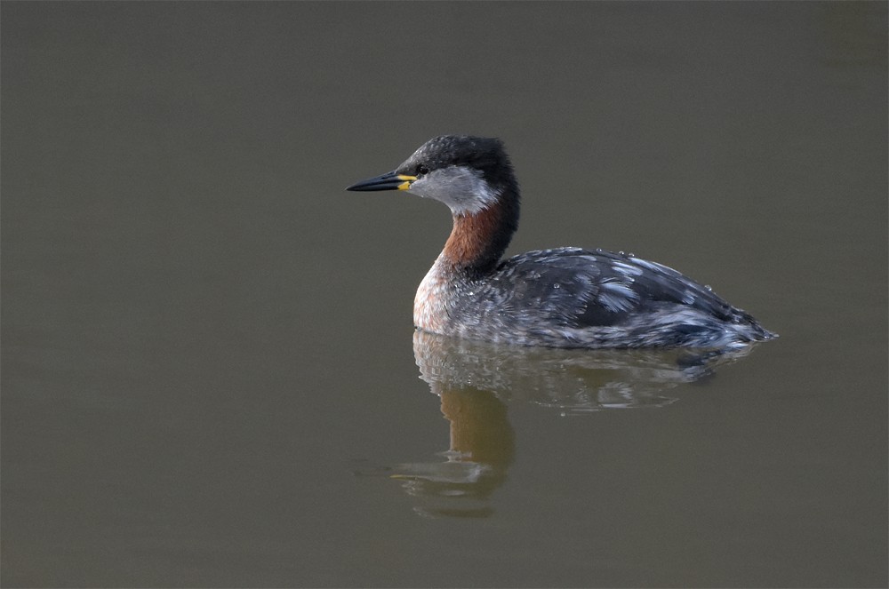 Red-necked Grebe - ML367204521