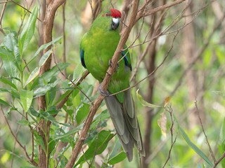  - Norfolk Island Parakeet