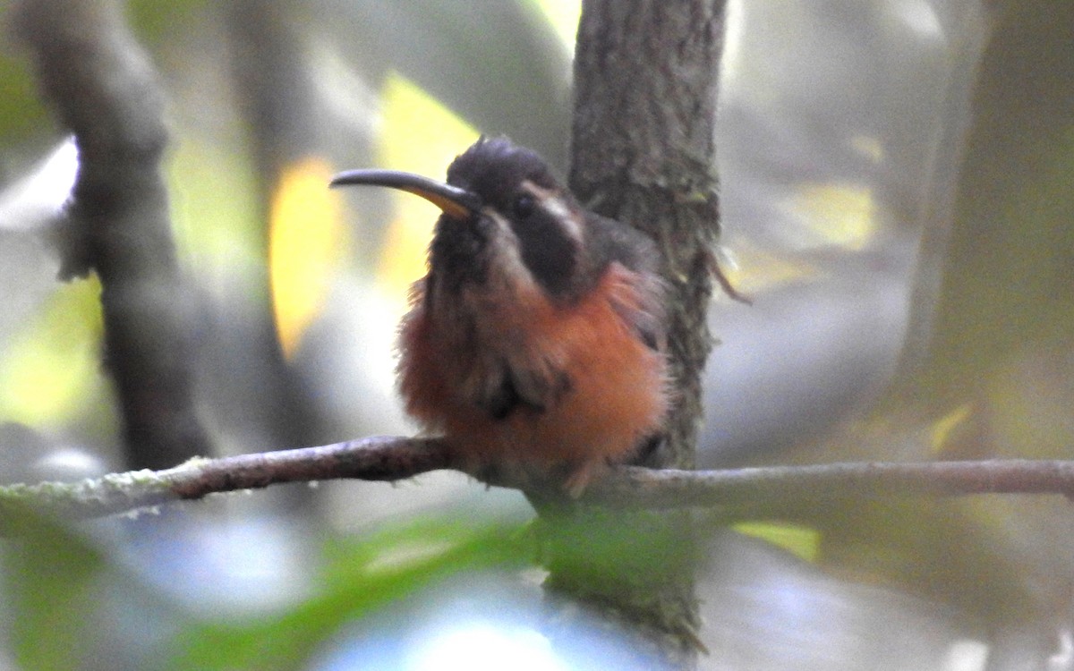 kolibřík podrostní - ML367206251