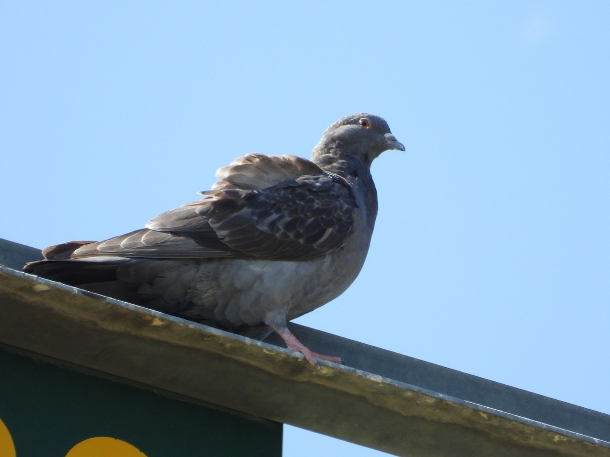 Rock Pigeon (Feral Pigeon) - ML367210101
