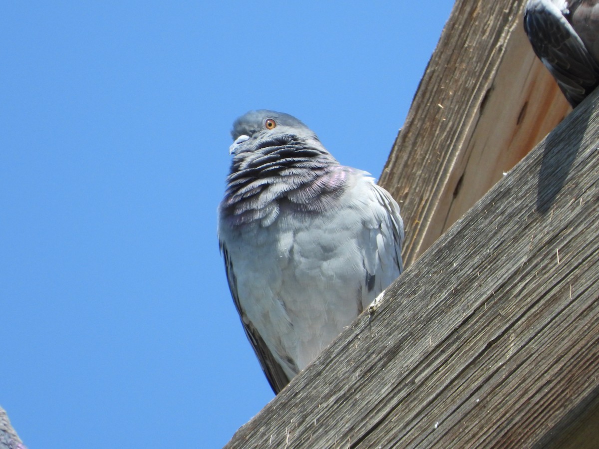 Rock Pigeon (Feral Pigeon) - ML367210151