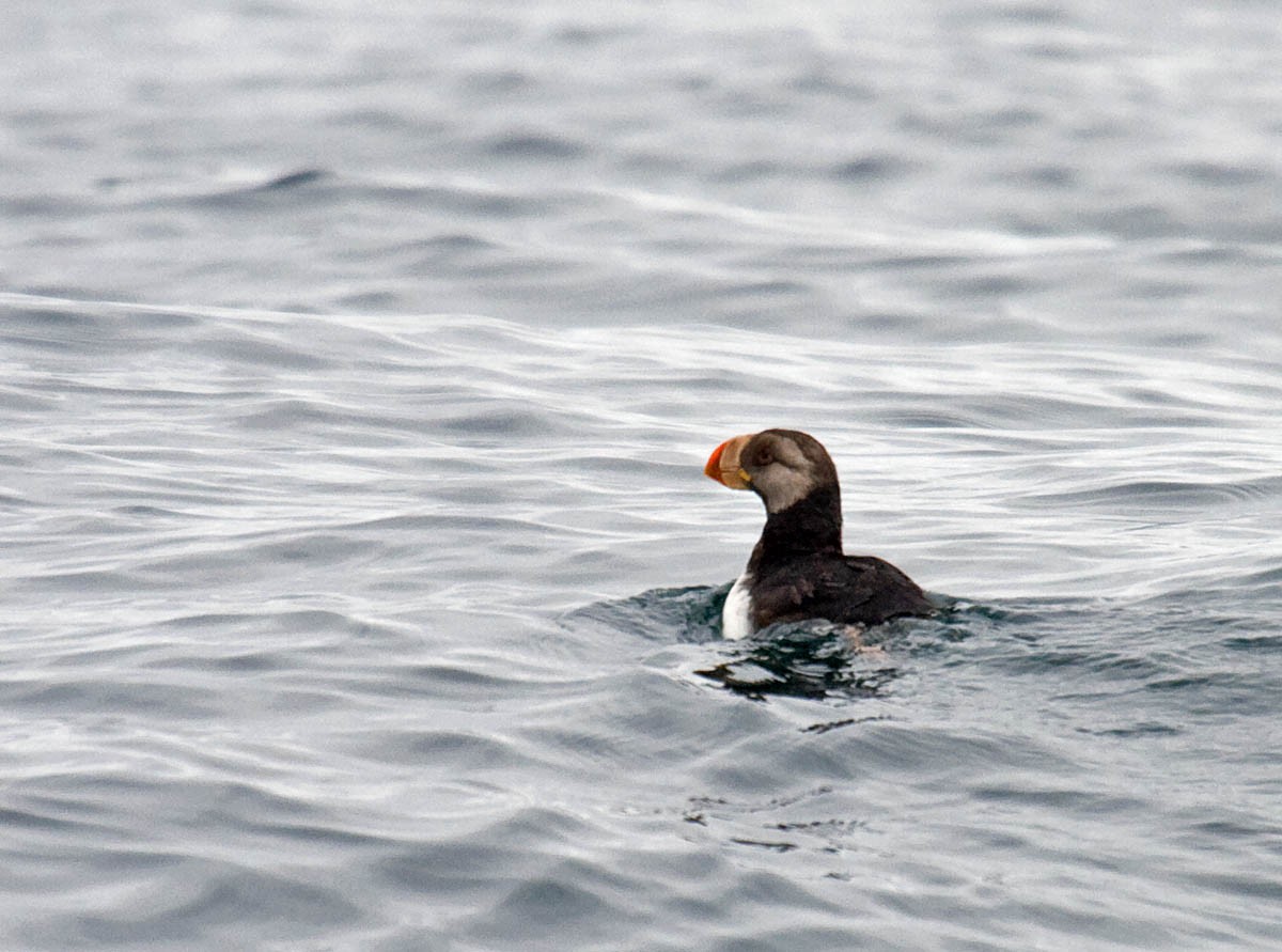 Horned Puffin - ML36721091