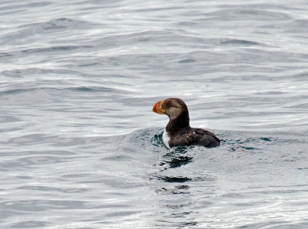Horned Puffin - ML36721101